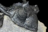 Excellent Kayserops megaspina Trilobite - Bou Lachrhal, Morocco #154302-7